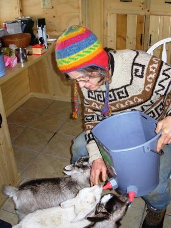 Alys feeding Peahes's baby goats